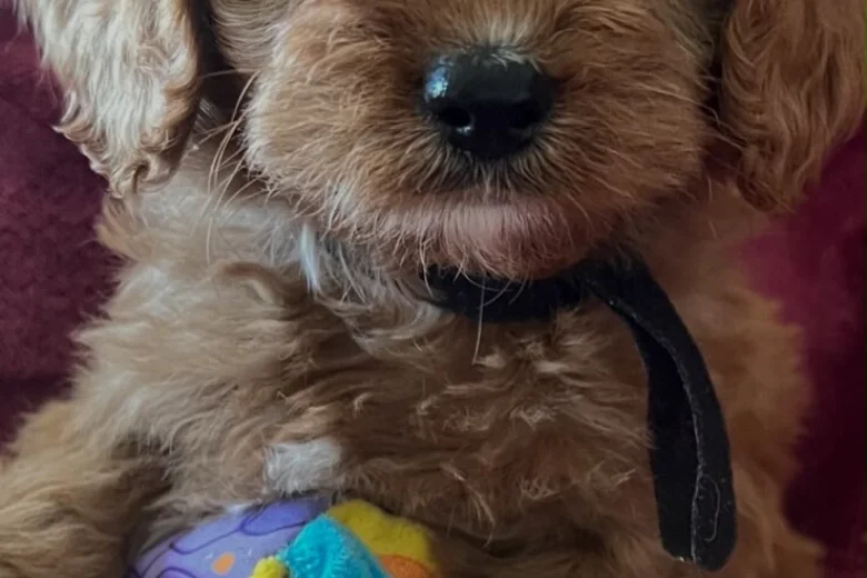 Cavapoo