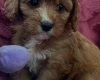 Cavapoo