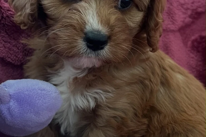Cavapoo