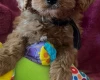 Cavapoo