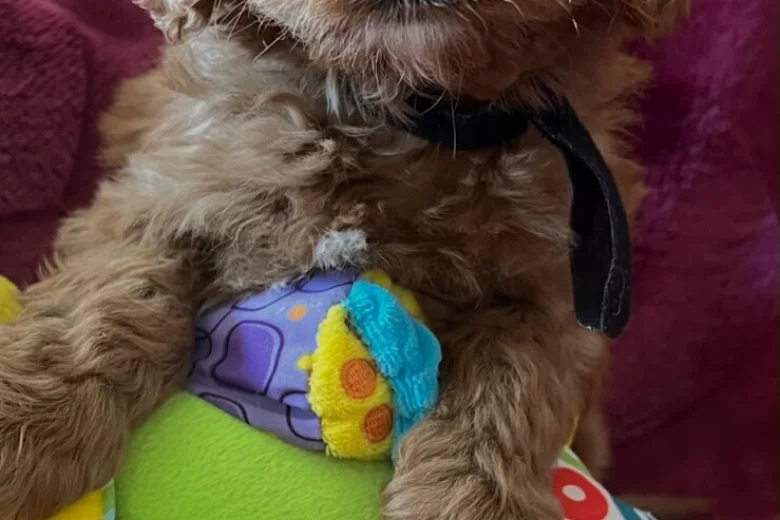 Cavapoo