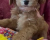 Cavapoo