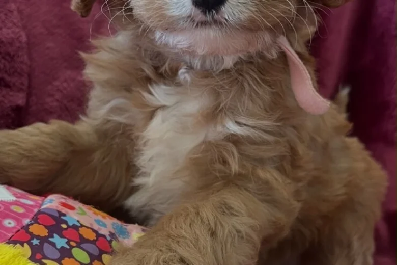 Cavapoo