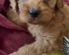 Cavapoo