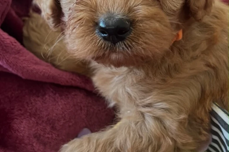 Cavapoo