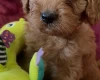 Cavapoo