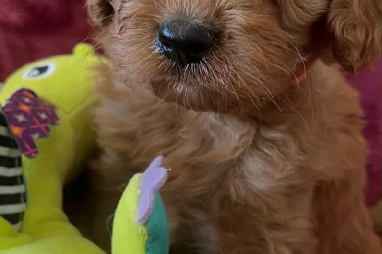 Cavapoo