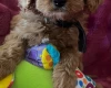 Cavapoo