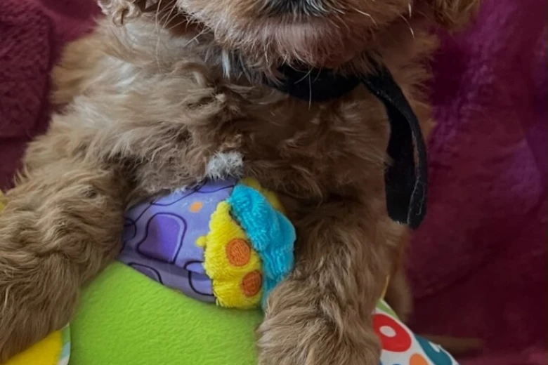 Cavapoo