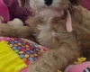 Cavapoo