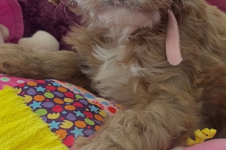 Cavapoo