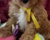 Cavapoo