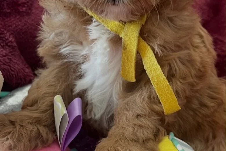 Cavapoo