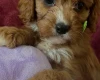 Cavapoo