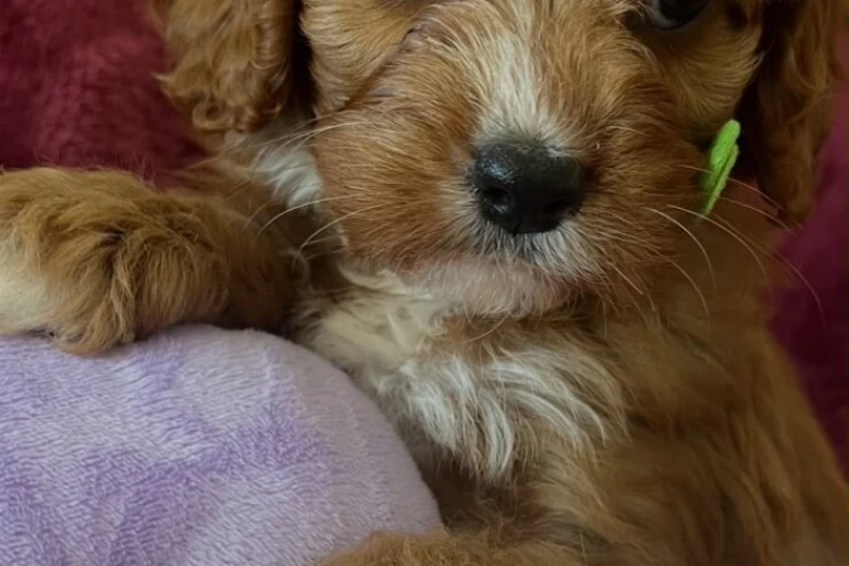 Cavapoo