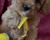 Cavapoo