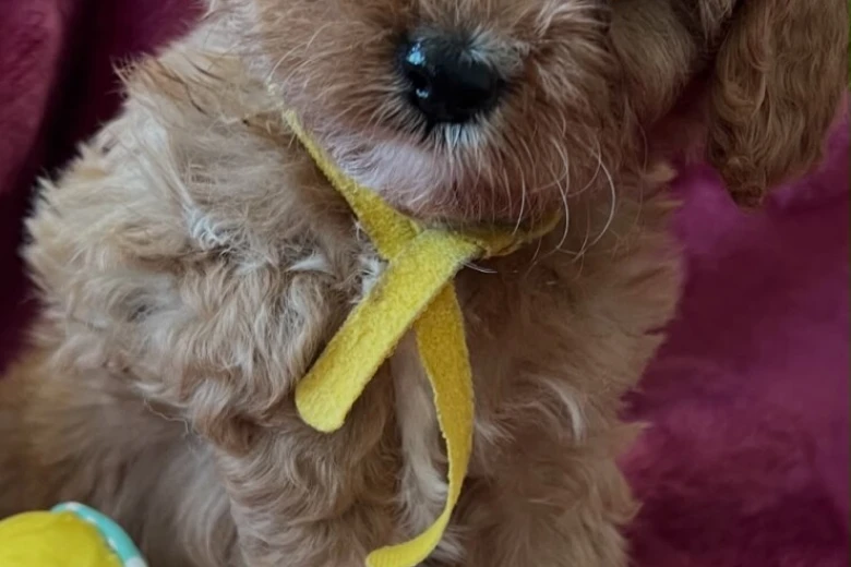 Cavapoo
