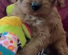 Cavapoo