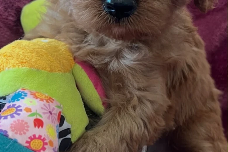 Cavapoo