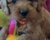 Cavapoo