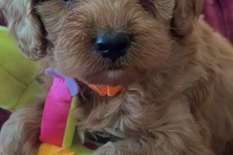 Cavapoo