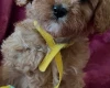 Cavapoo