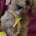 Cavapoo