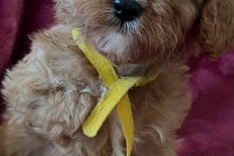 Cavapoo