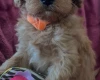 Cavapoo
