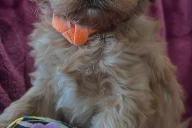Cavapoo