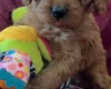 Cavapoo
