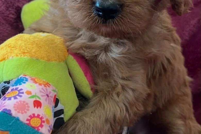 Cavapoo