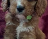 Cavapoo