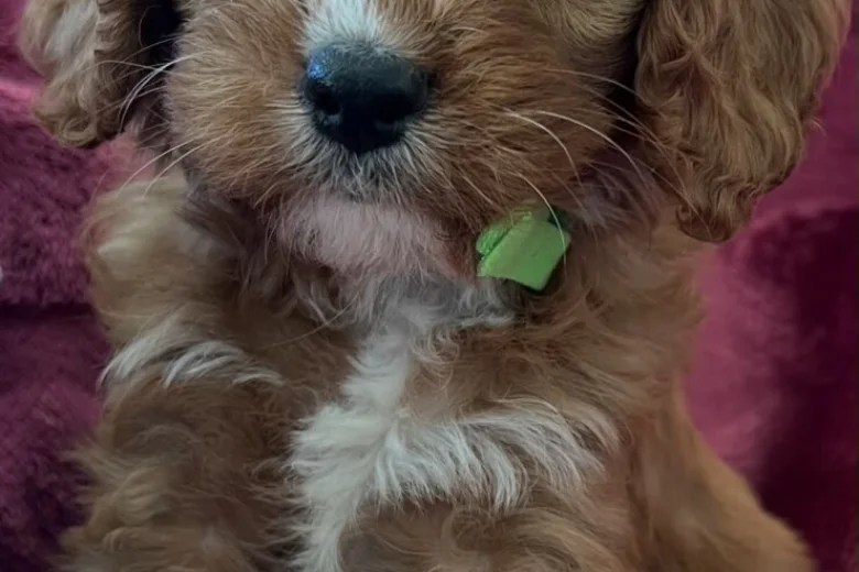 Cavapoo