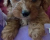 Cavapoo