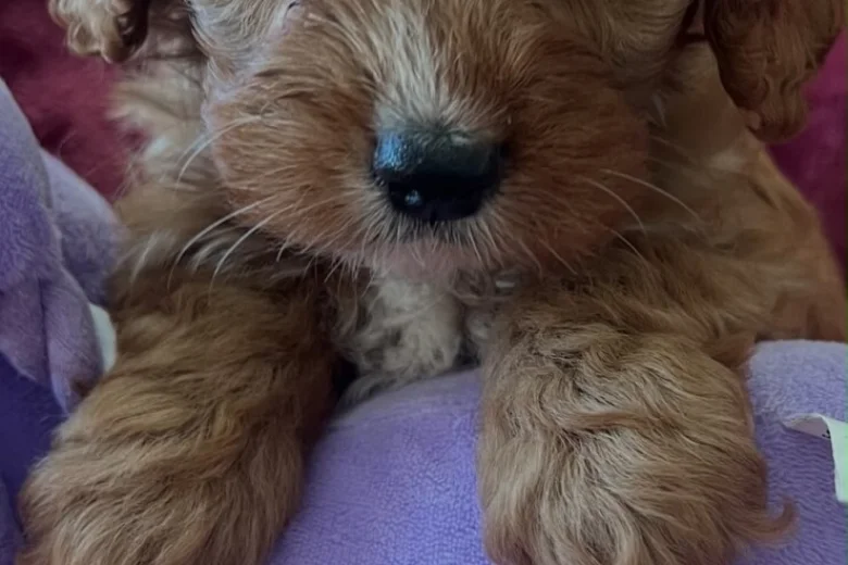 Cavapoo