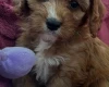 Cavapoo