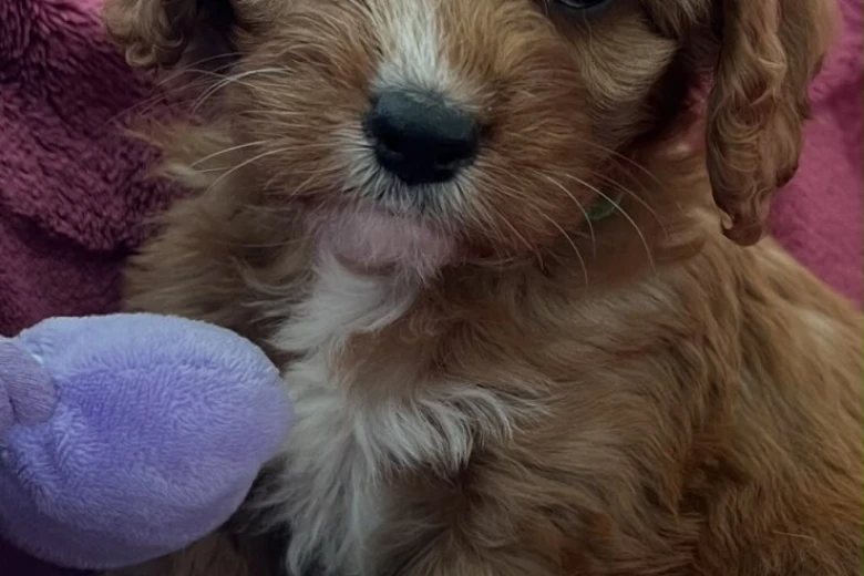 Cavapoo