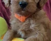 Cavapoo