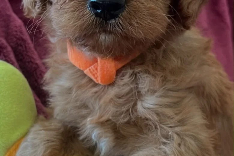 Cavapoo
