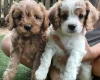 Cavapoo