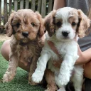 Cavapoo