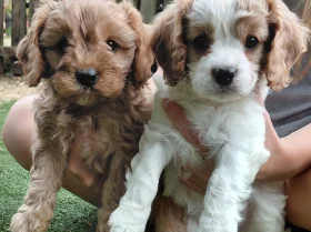 Cavapoo