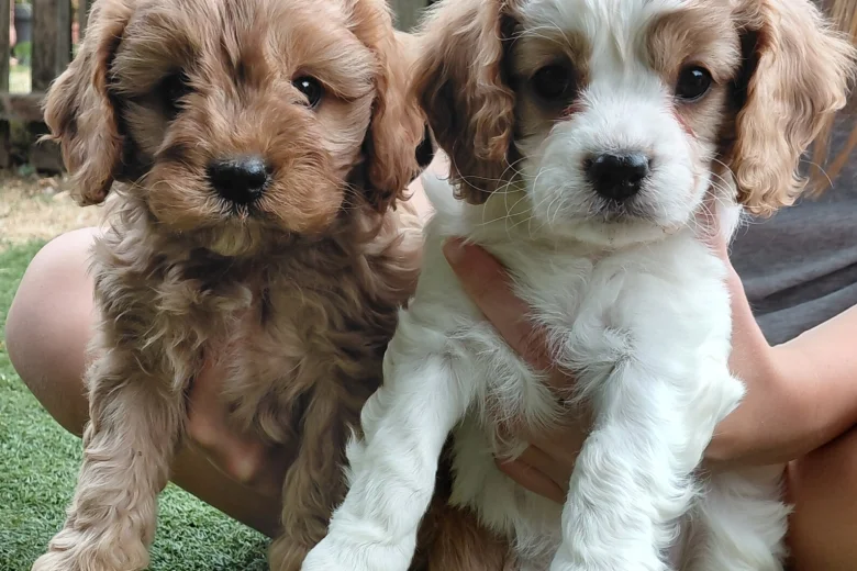Cavapoo