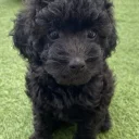 Cavapoo