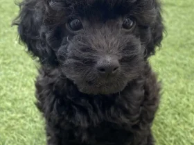 Cavapoo