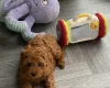 Cavapoo