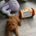 Cavapoo