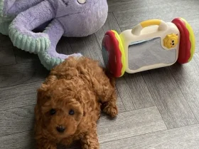 Cavapoo