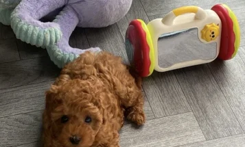Cavapoo